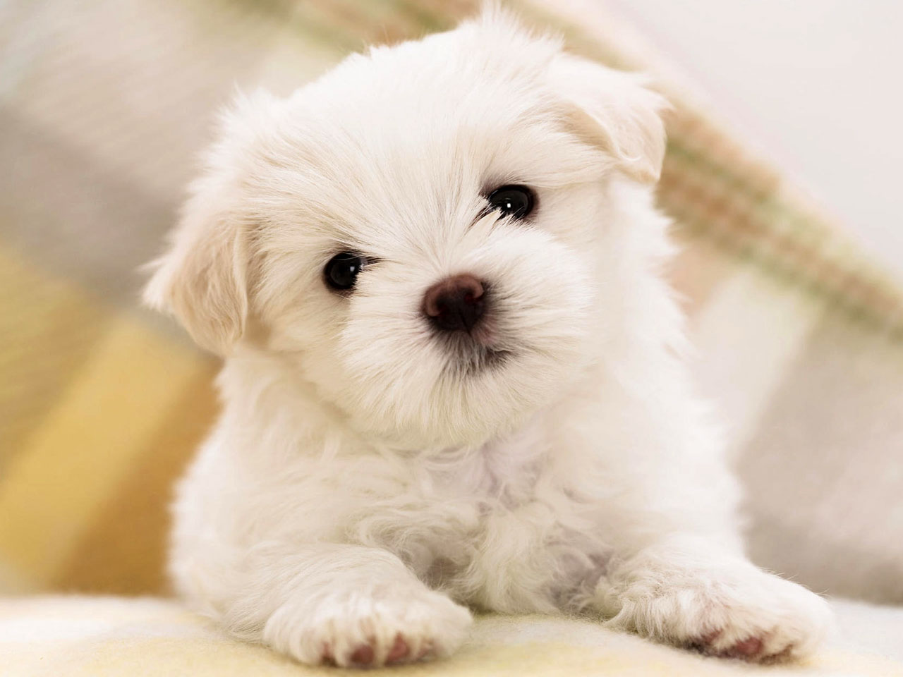 Small Cute Puppy Dog